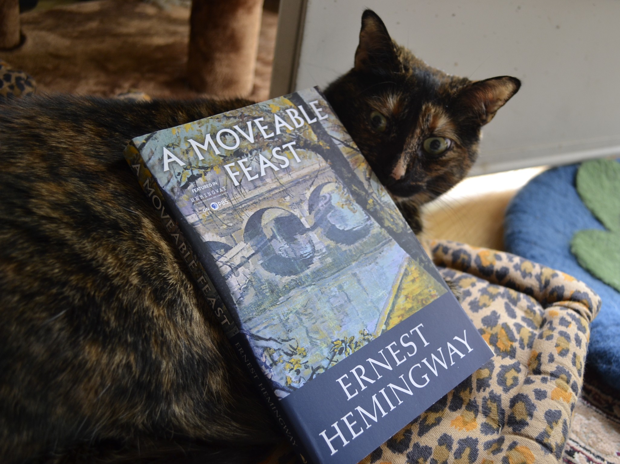A tortoiseshell cat looks cross-eyed over her shoulder at a book that is resting on her side.