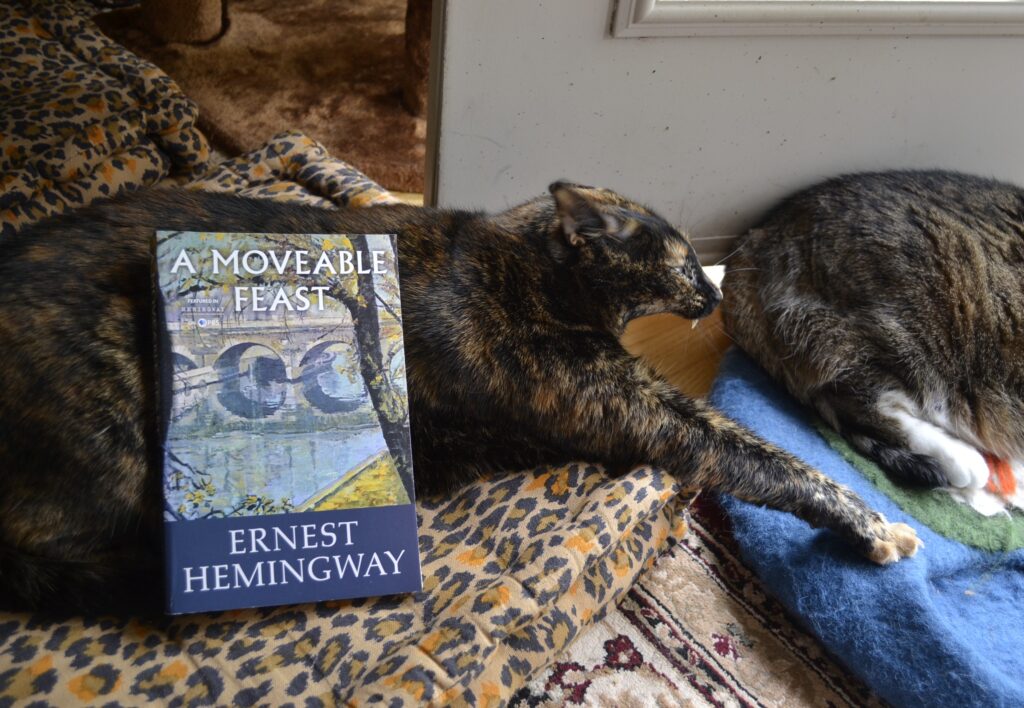 A book rests on the side of a tortoiseshell cat who is yawning wide with her ears back and her fangs out.