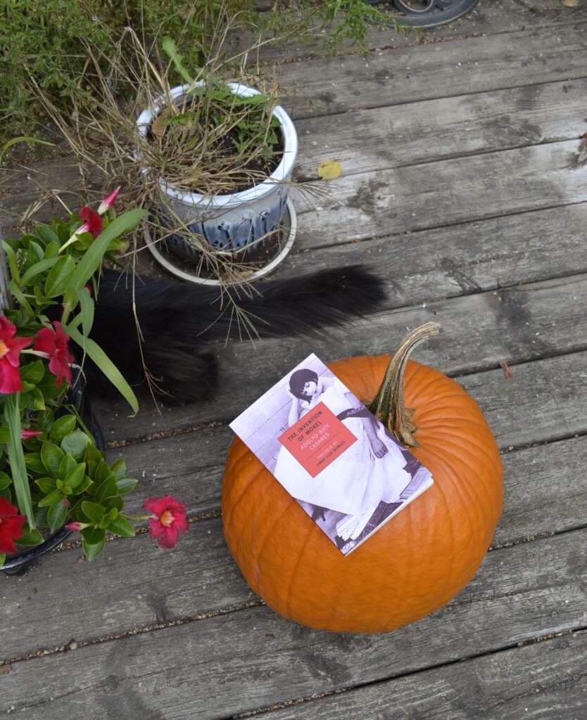 A puffy black tail sticks out from among plants to wrap around an orange pumpkin with a book resting on top. The book is The Invention of Morel by Casares.
