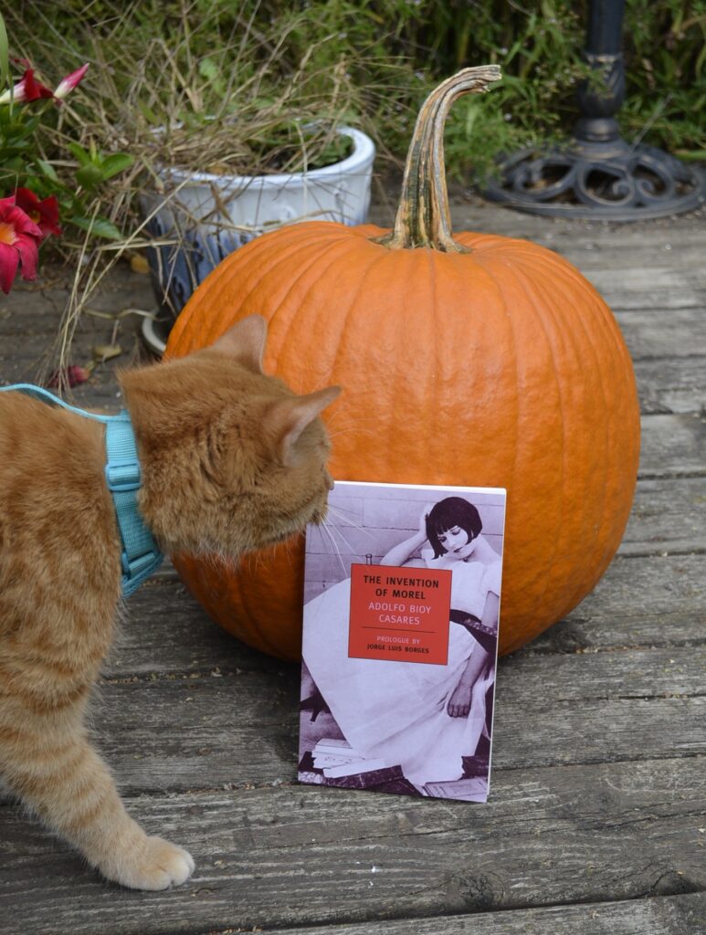 An orange cat sniffs an orange pumpkin and a black-and-white book.