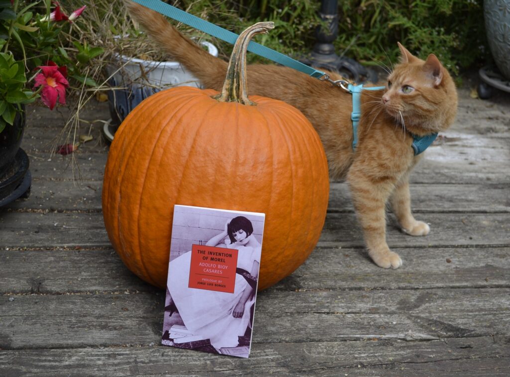 An orange cat stands behind a round orange pumpkin. A book in front of the pumpkin is The Invention of Morel by Adolfo Bioy Casares.