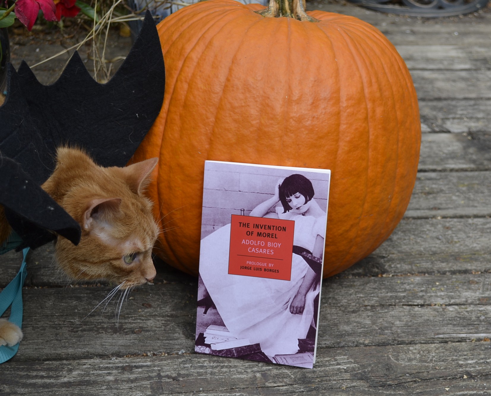 An orange cat in black felt batwings crouches beside a pumpkin. Leaning against the pumpkin is a paperback book, The Invention of Morel.