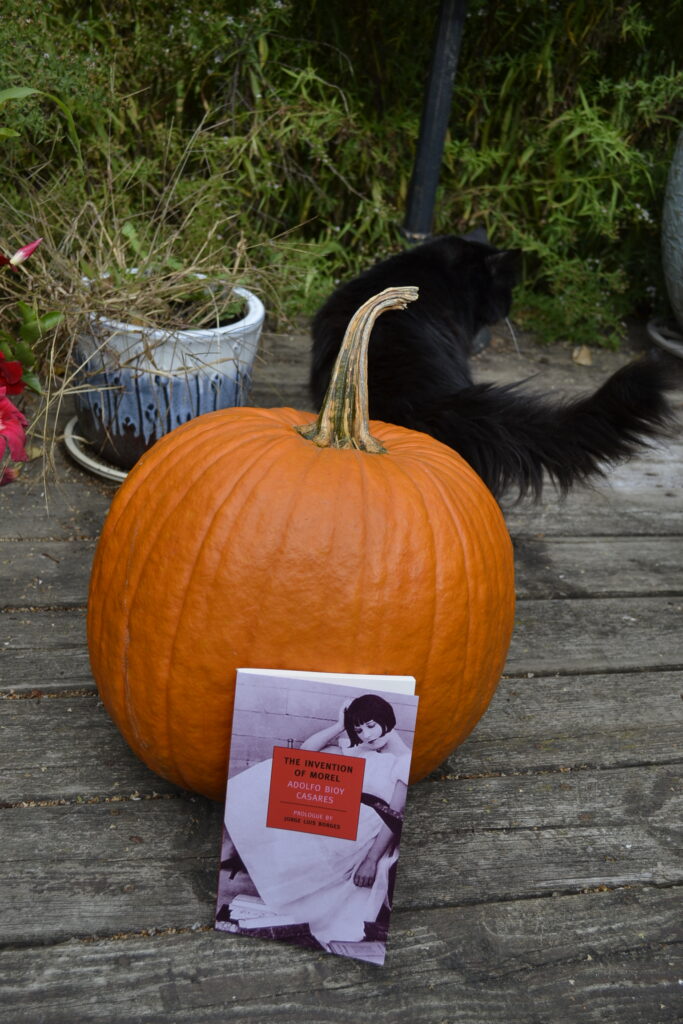 A fluffy black cat explores an worn wooden porch with tall growth around it. A pumpkin and a book sit near her.