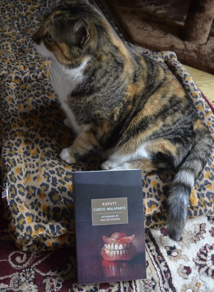 Kaputt by Curzio Malaparte sits beside a calico tabby. The tabby sits alert. The book has a black cover with a painting of dentures on it.