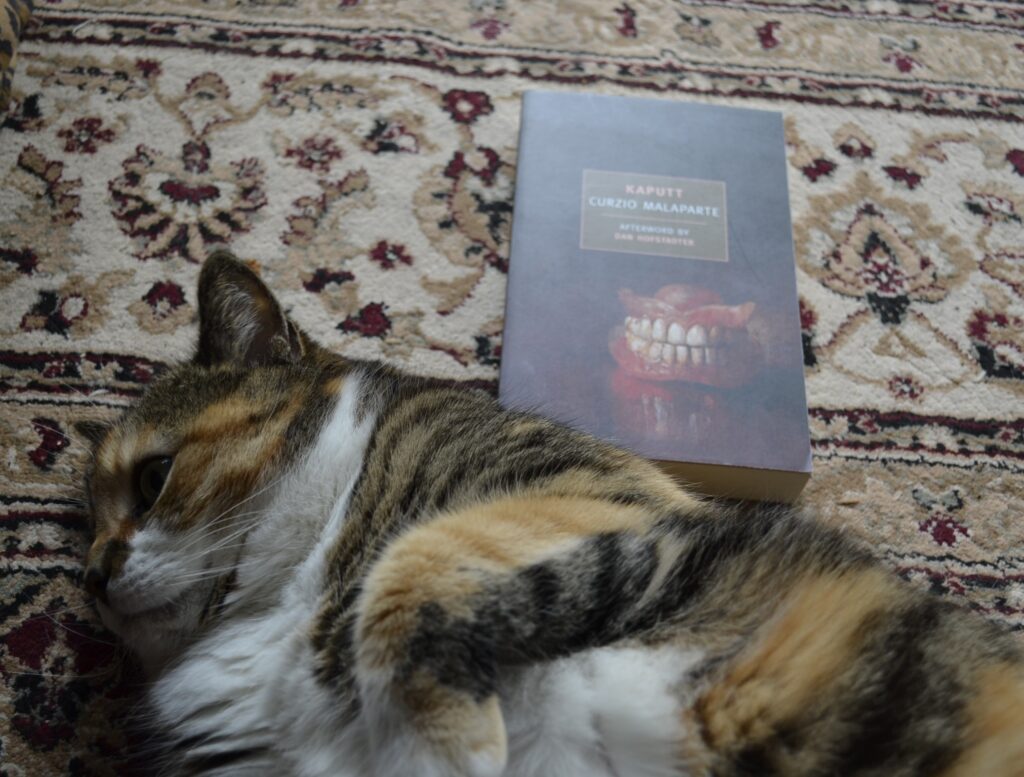 In the shadows, a calico tabby stares blankly to the side. Behind her is a book so brightly lit that the cover is illegible.