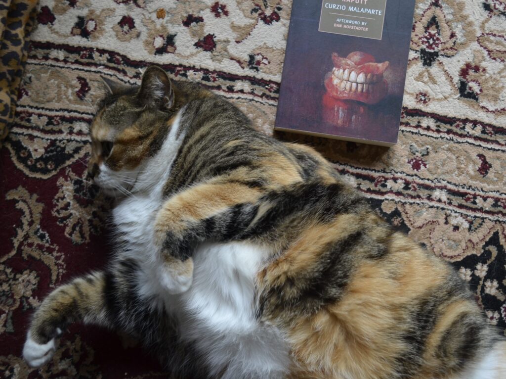 A calico tabby rolls on her back beside a copy of Kaputt by Curzio Malaparte.