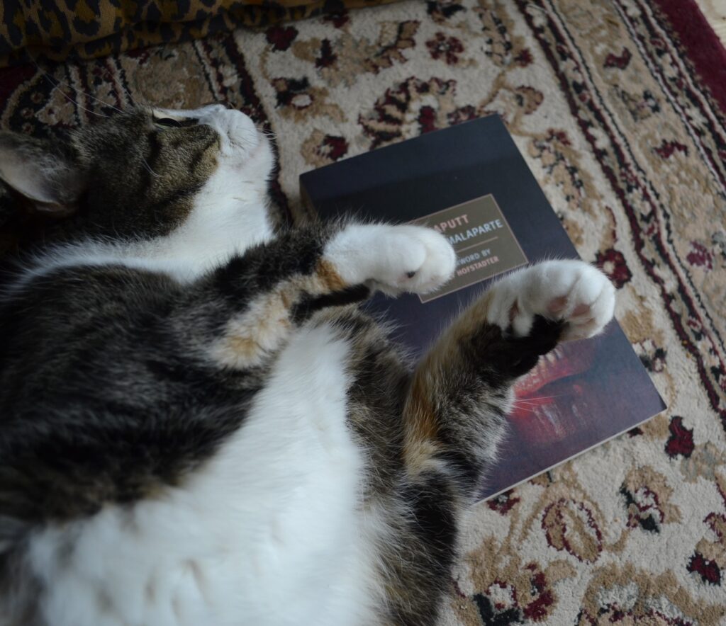 A tabby cat rolls to lift her white belly and paws into the air. A book lies beside her.