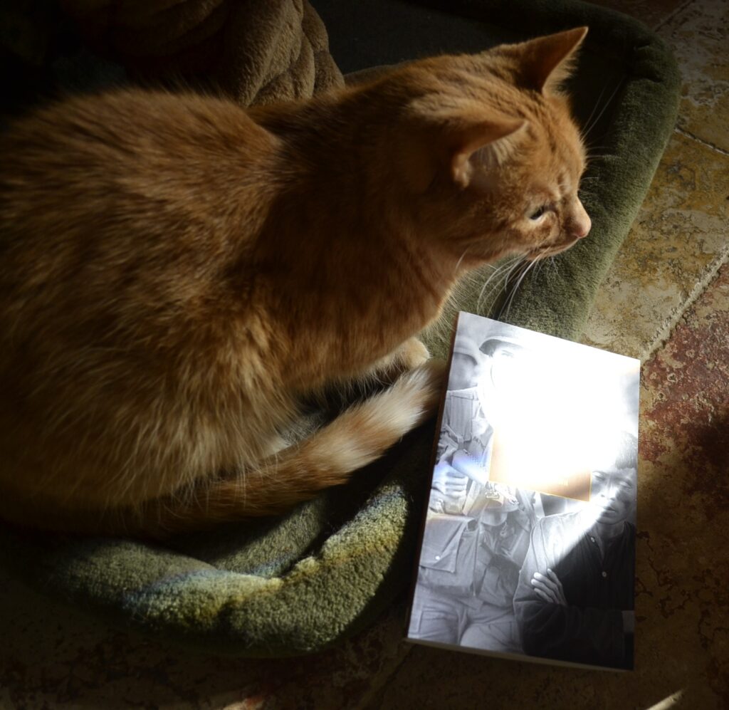 An orange cat sits beside a book that is lit by sunlight.
