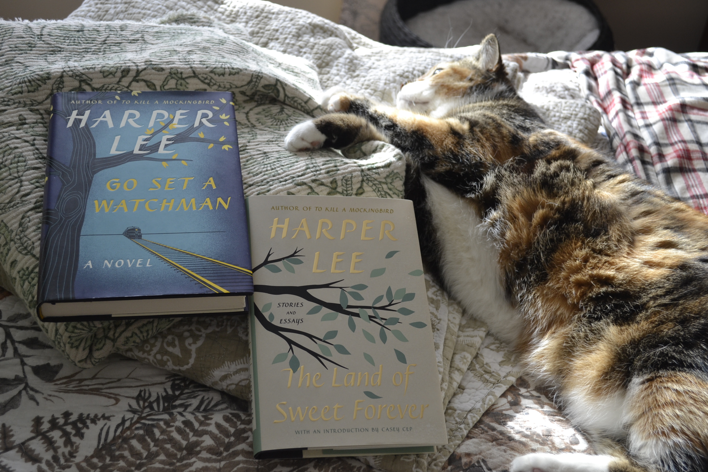A calico tabby lies listlessly in the sunshine beside copies of Go Set a Watchman and The Land of Sweet Forever.