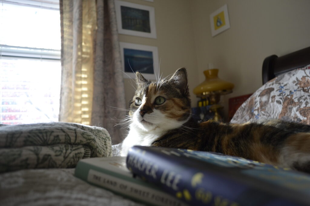 A calico tabby lies on a be, looking alert as the sunshine from a window highlights her face.