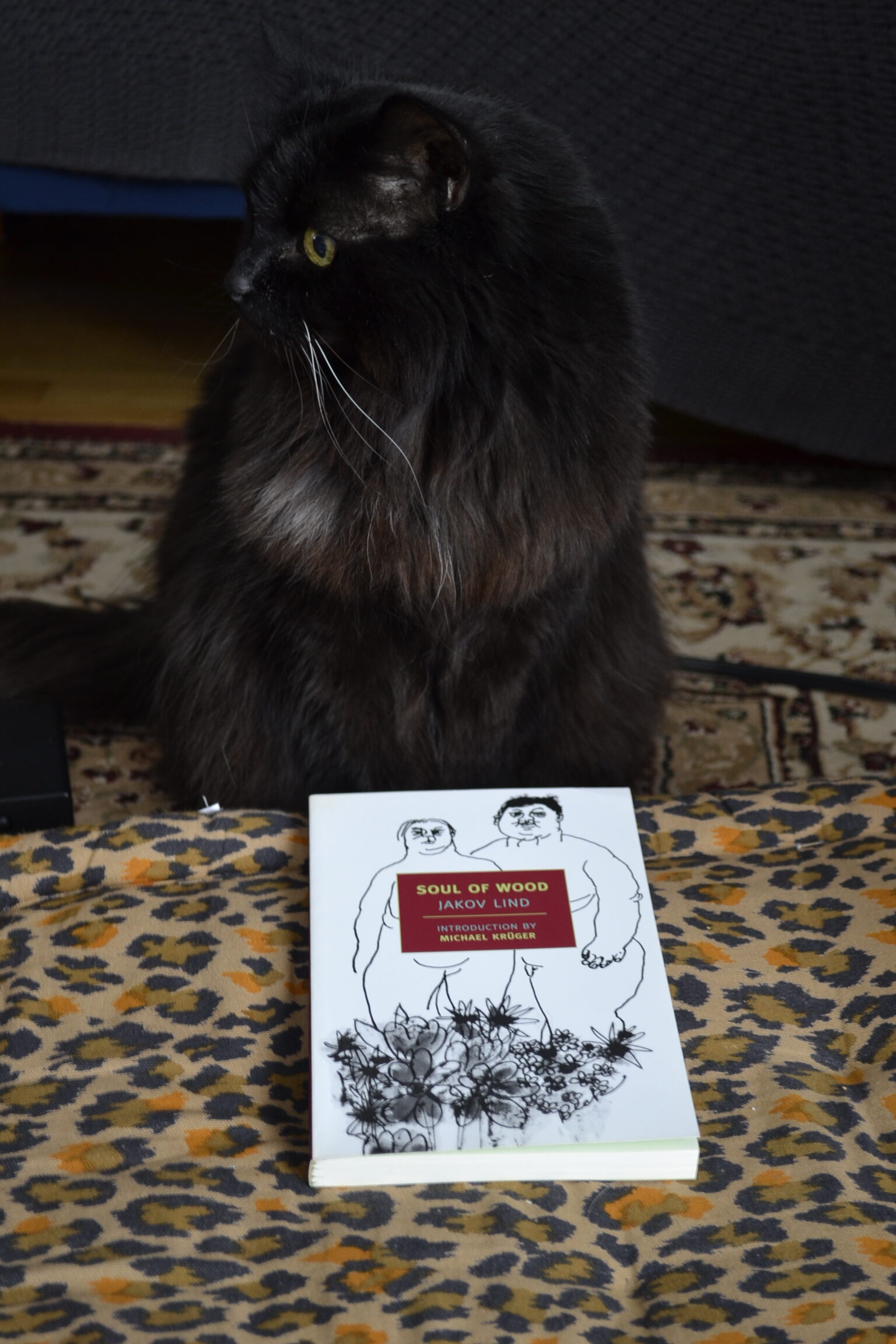 A fluffy black cat with a few white whiskers sits behind a paperback book. She looks to the side, curious.