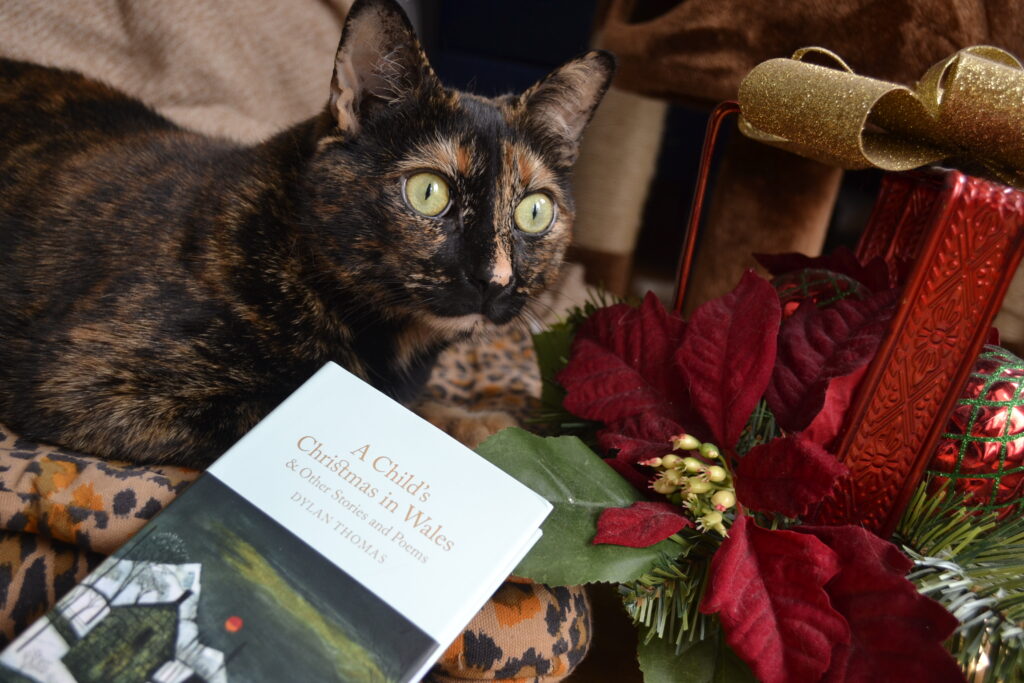 A tortoiseshell cat sits beside a red present-shaped decoration and a small, blue hardcover book.