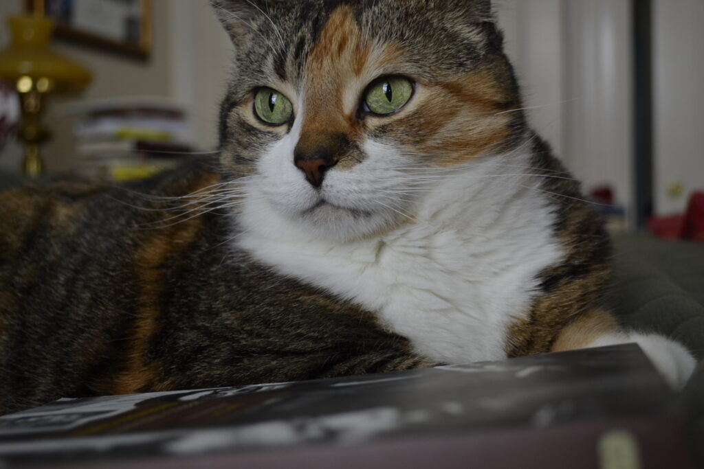 A calico tabby with a white chest and bright yellow-green eyes sits majestically beside a paperback book.