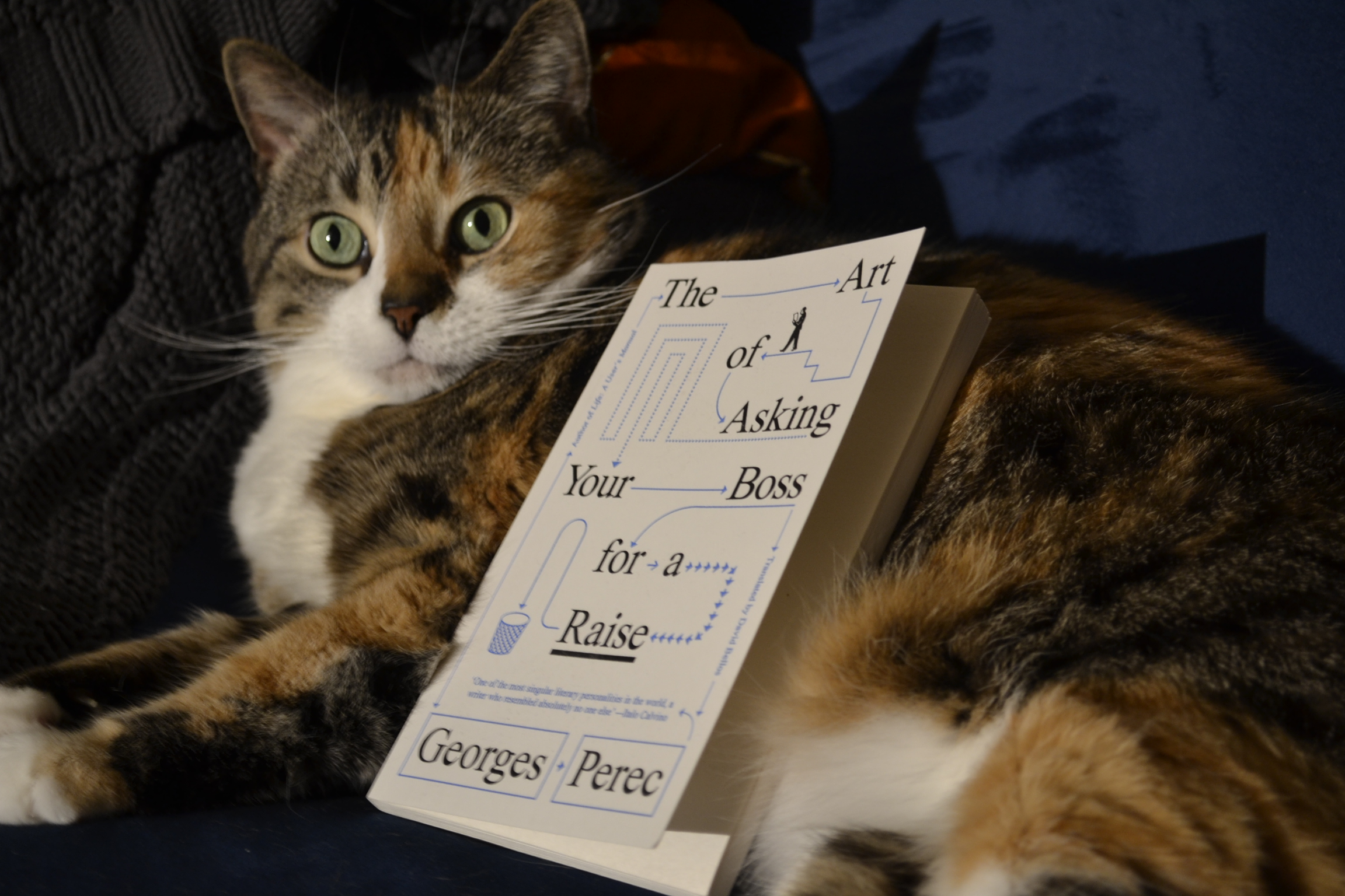 A calico tabby perks her ears up and looks alert. A book lies against her stomach.