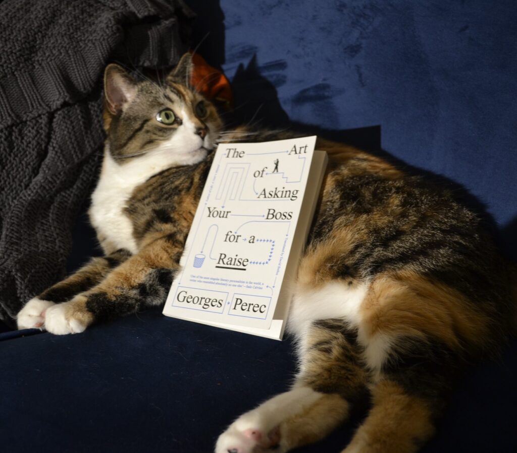 A calico tabby lies in shadowy light with a white softcover book on her belly.