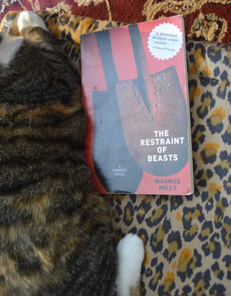 A calico tabby with white paws lies with her stomach along the side of a red paperback.