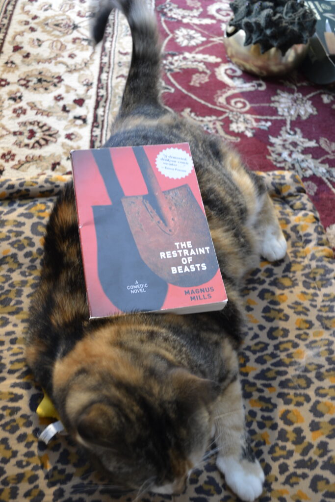 A calico tabby crouches with her tail curled up and a red paperback book balanced on her back.