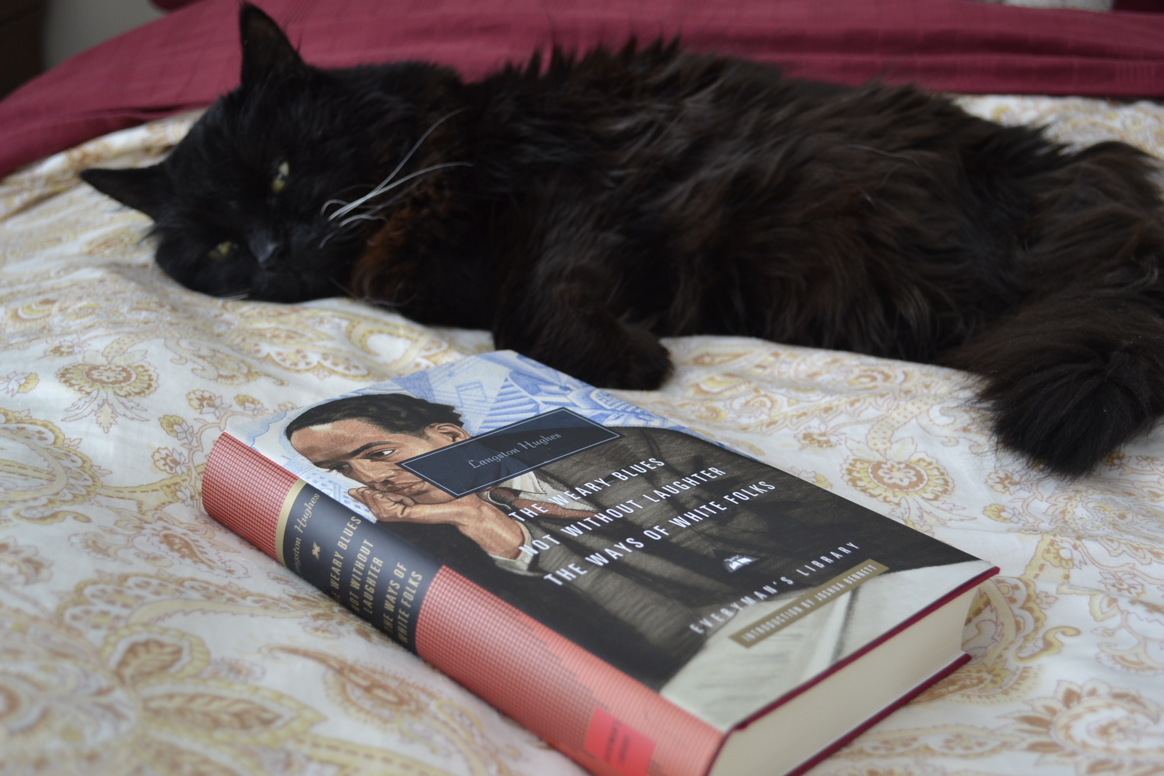 A fluffy black cat lays lazily on a bed, her eyes half open. Beside her is a copy of Langston Hughes' The Weary Blues.