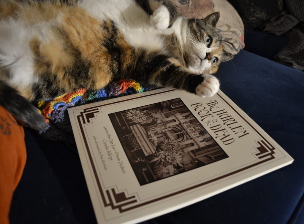 A calico tabby with green eyes and a white belly, rests on paw on The Harlem Book of the Dead by James Van Der Zee, Owen Dodson, and Camille Billops.
