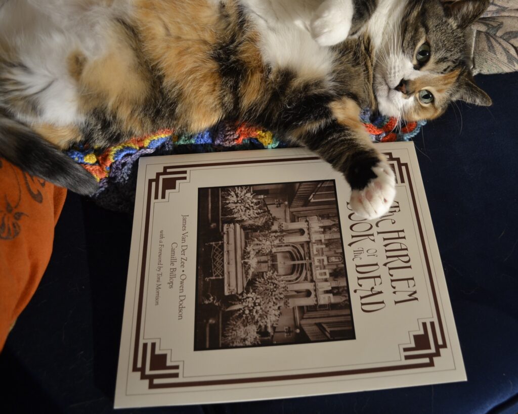 A calico tabby lies on her back and stretches across an oversized white book.