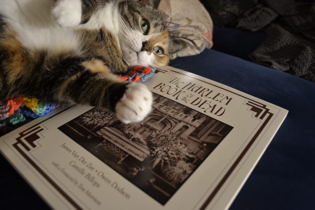 A calico tabby lies lazily across an oversized paperback with an old photograph of a casket and flowers on the front.