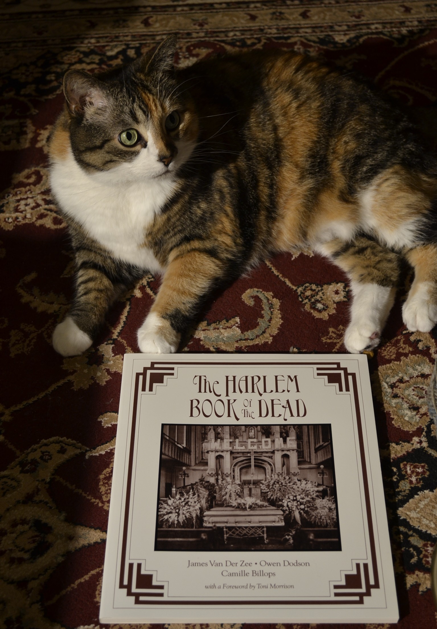 A calico tabby sits in the shadows beside The Harlem Book of the Dead.