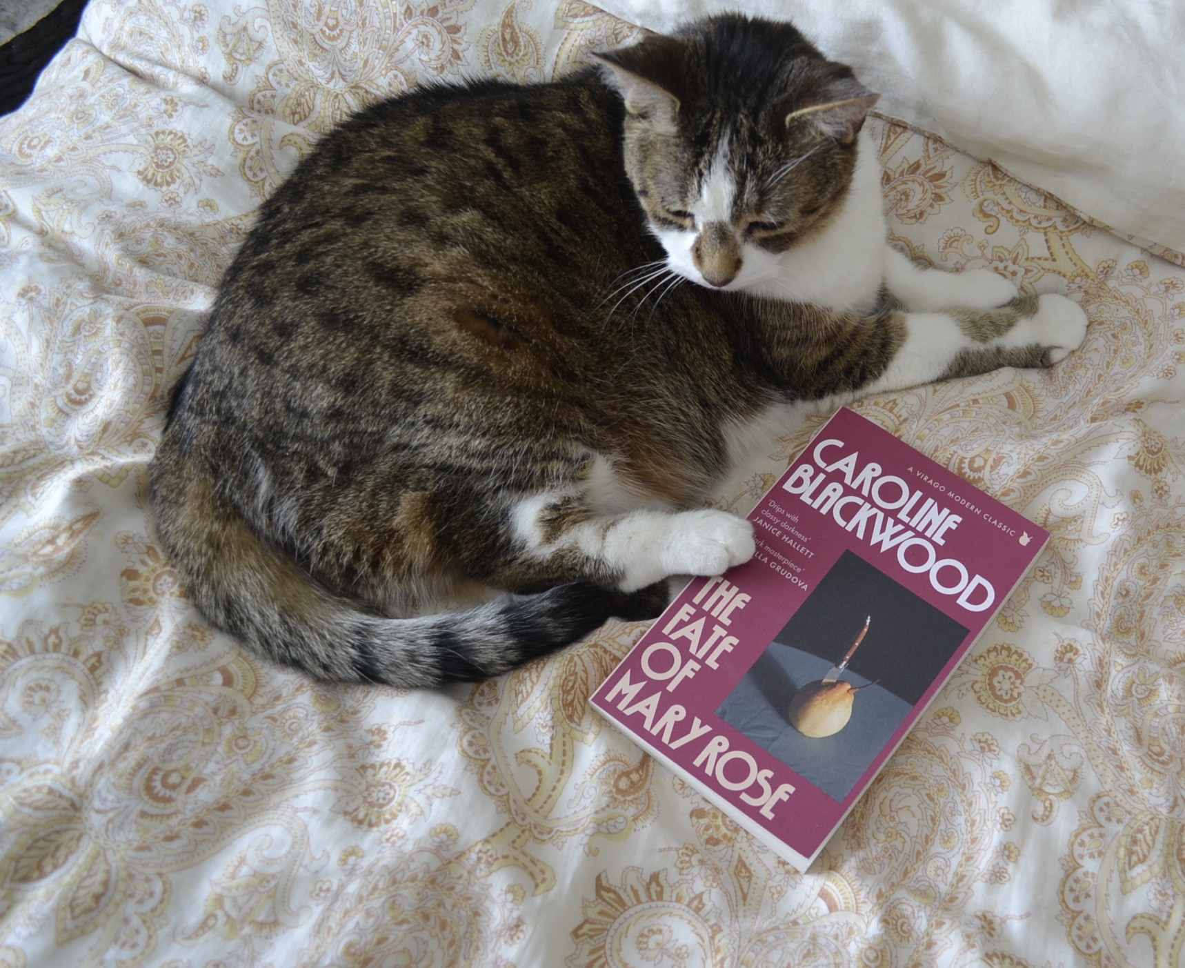 A round tabby cat with a brown nose curls around a book while lying on a bed.