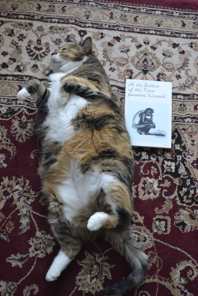 A calico tabby lies contentedly on a rug. At her back is a small book, a copy of At the Bottom of the River.