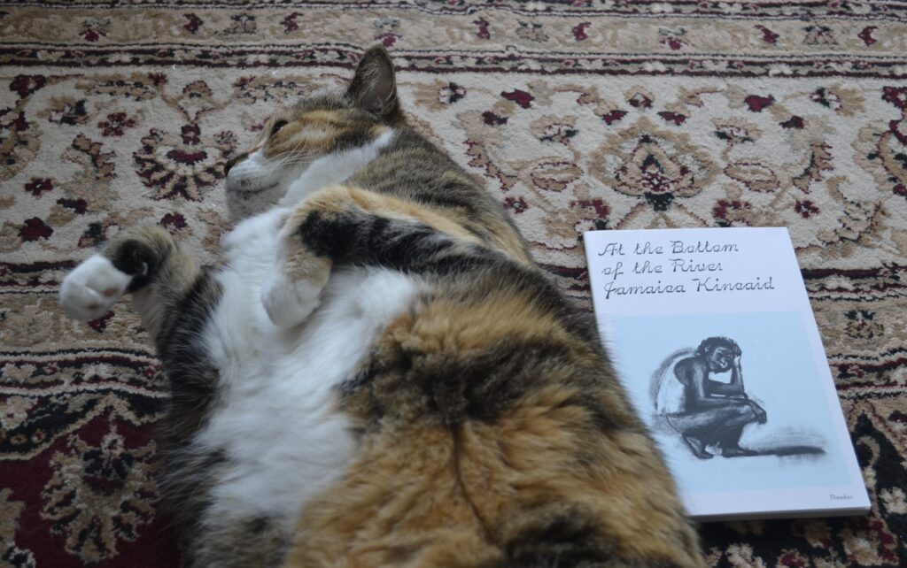 A calico tabby rolls belly-up beside a small paperback book with a simple white and blue cover.