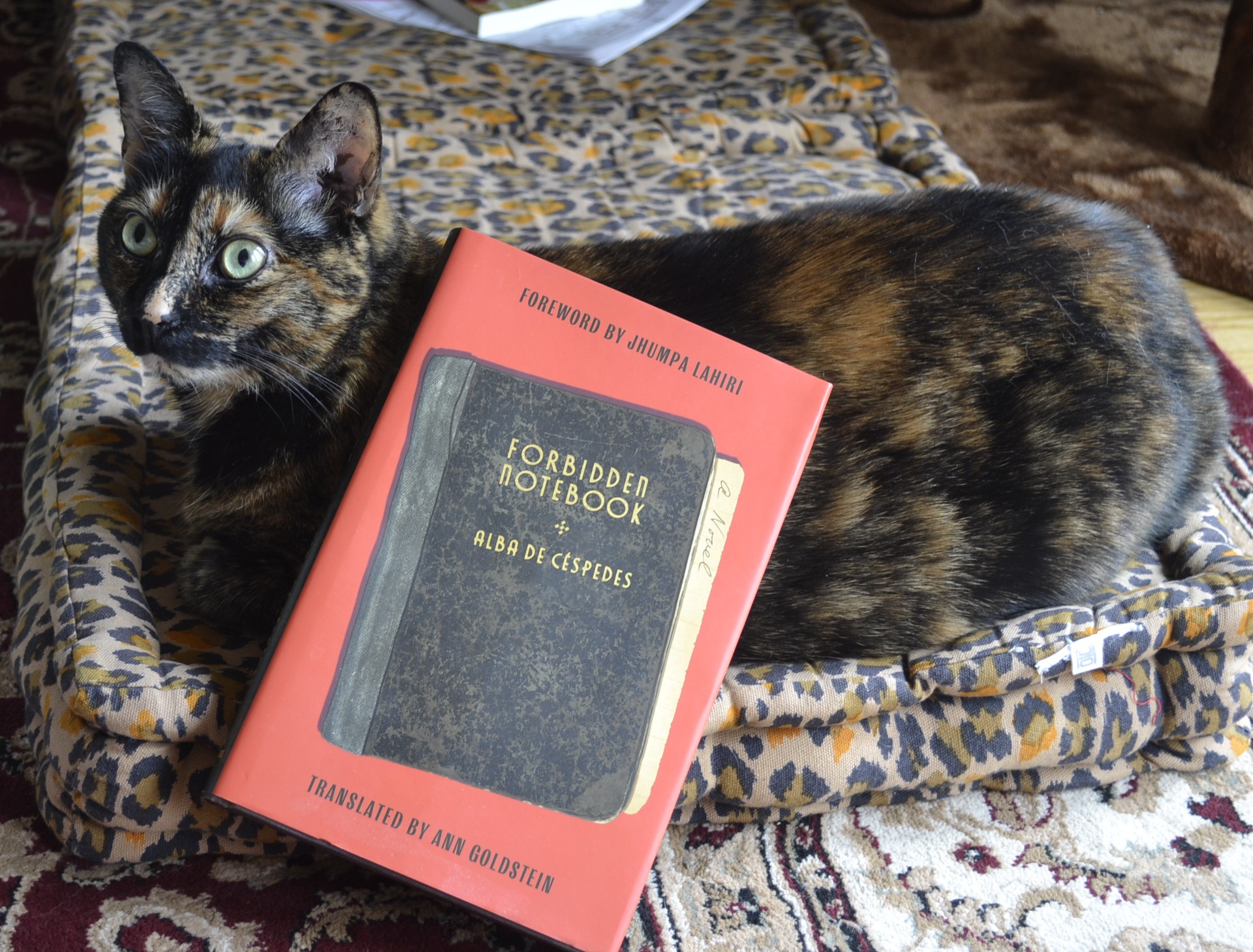 A tortoiseshell cat sits sweetly on a cushion beside a red, hardcover book. The book is Forbidden Notebook.