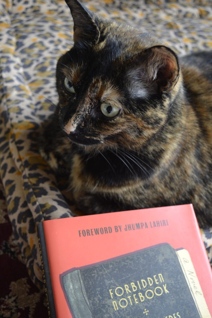 A tortoiseshell cat looks grumpy, her paws folded beneath her. She sits on a leopard-print cushion beside a red book.