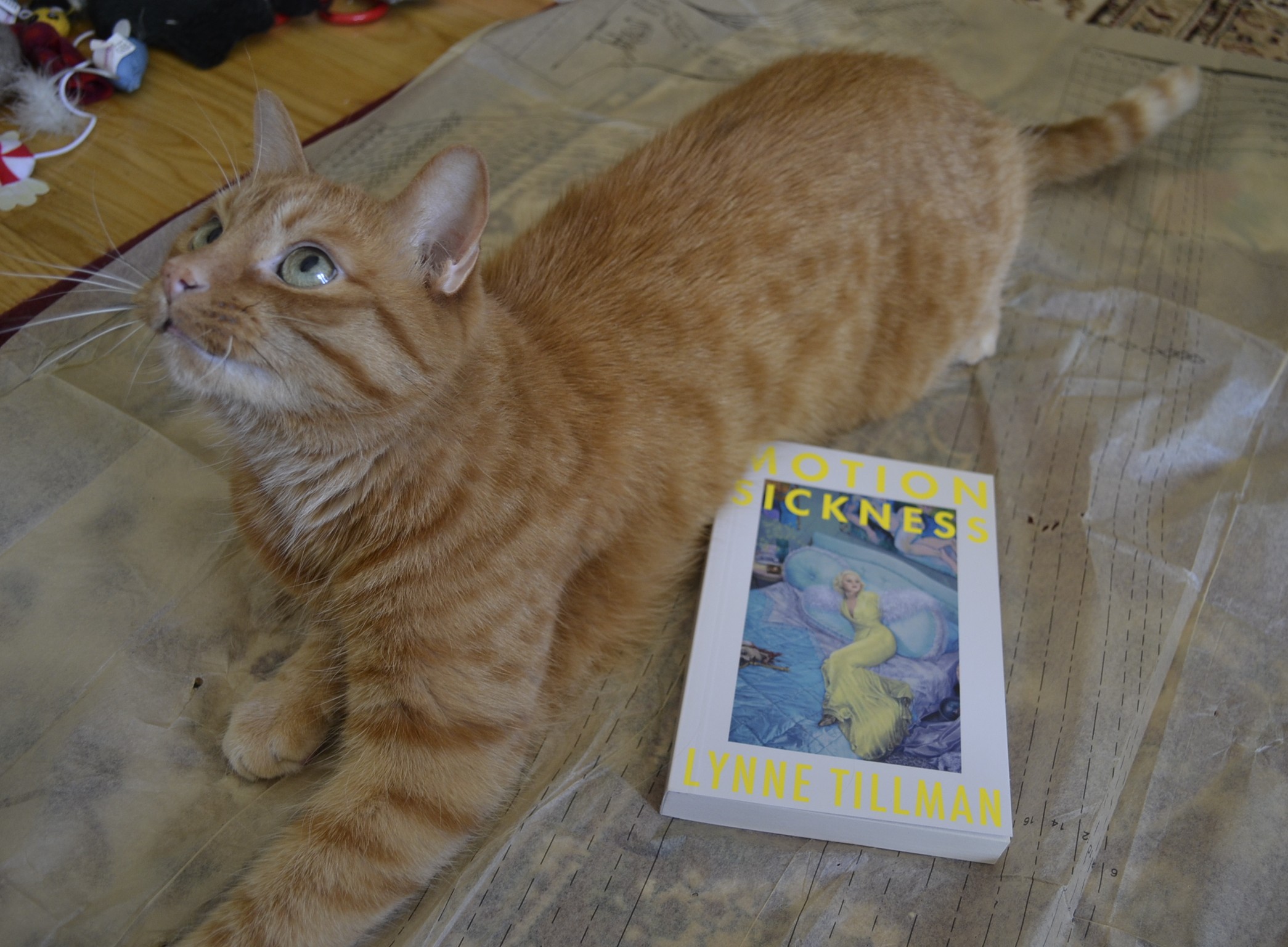 An orange tabby cat looks up with wide and curious eyes. Beside her is a copy of Lynne Tillman's Motion Sickness.
