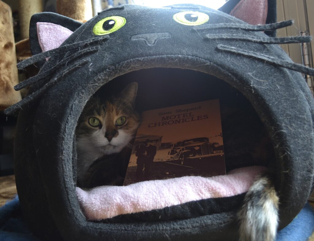 A cat is curled around a book inside a domed cat bed. The cat bed is shaped like the head of a black cat with green eyes and an open mouth and a pink 'tongue' cushion inside.