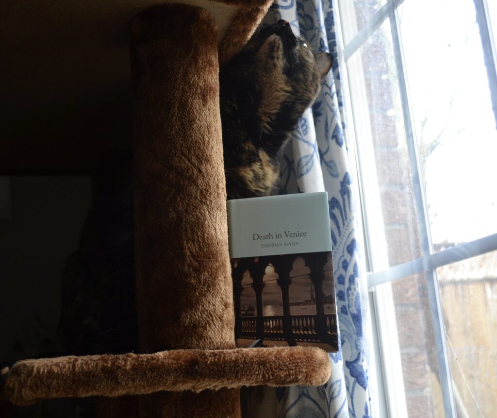A tortoiseshell cat looks up. Below her is a small hardcover book with a cover pictures of an arched balcony that looks over a river.
