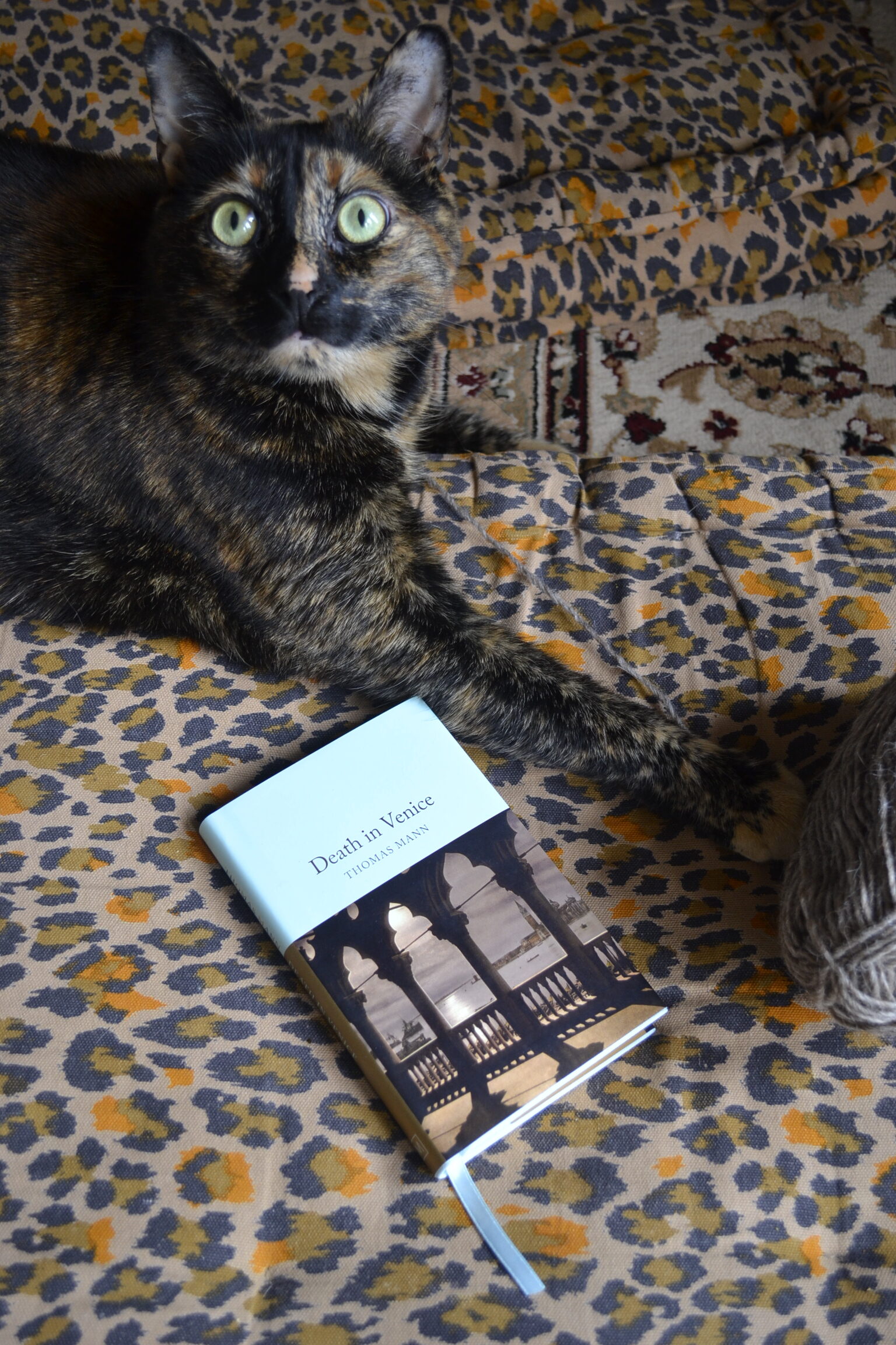 A tortoiseshell cat looks up with wide, innocent eyes. She extends one paw beside a small hardcover book.