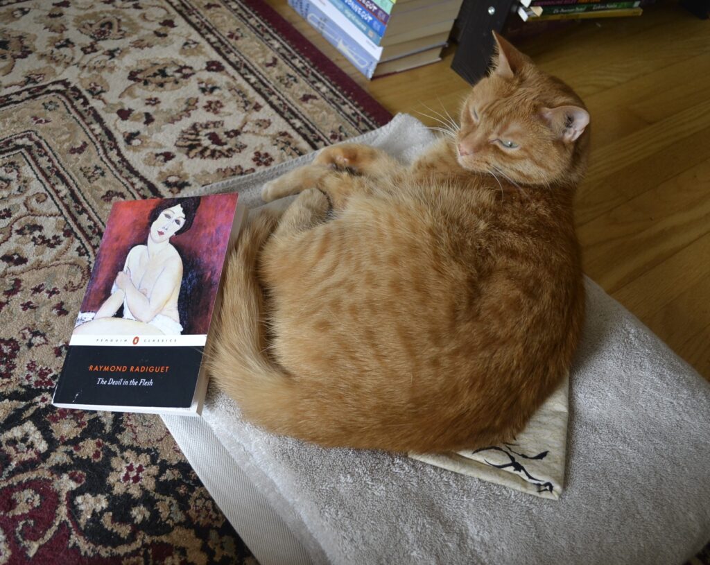 An orange cat glares at you. It is curled up on a towel beside a paperback book: Raymond Radiguet's The Devil in the Flesh.