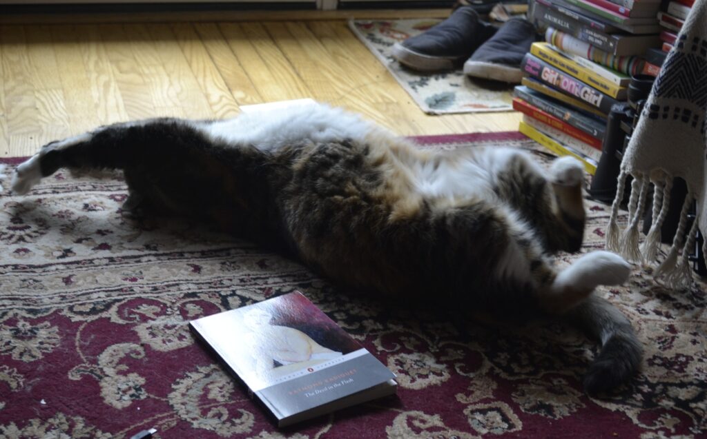 A calico tabby rolls on her back with her front arms stretched over her head and her back paws and tail curled. The white of her stomach arches in the sunshine.
