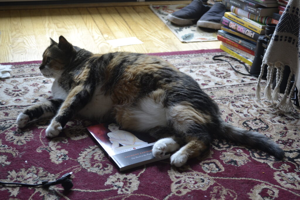 A calico tabby lies on top of a paperback book.