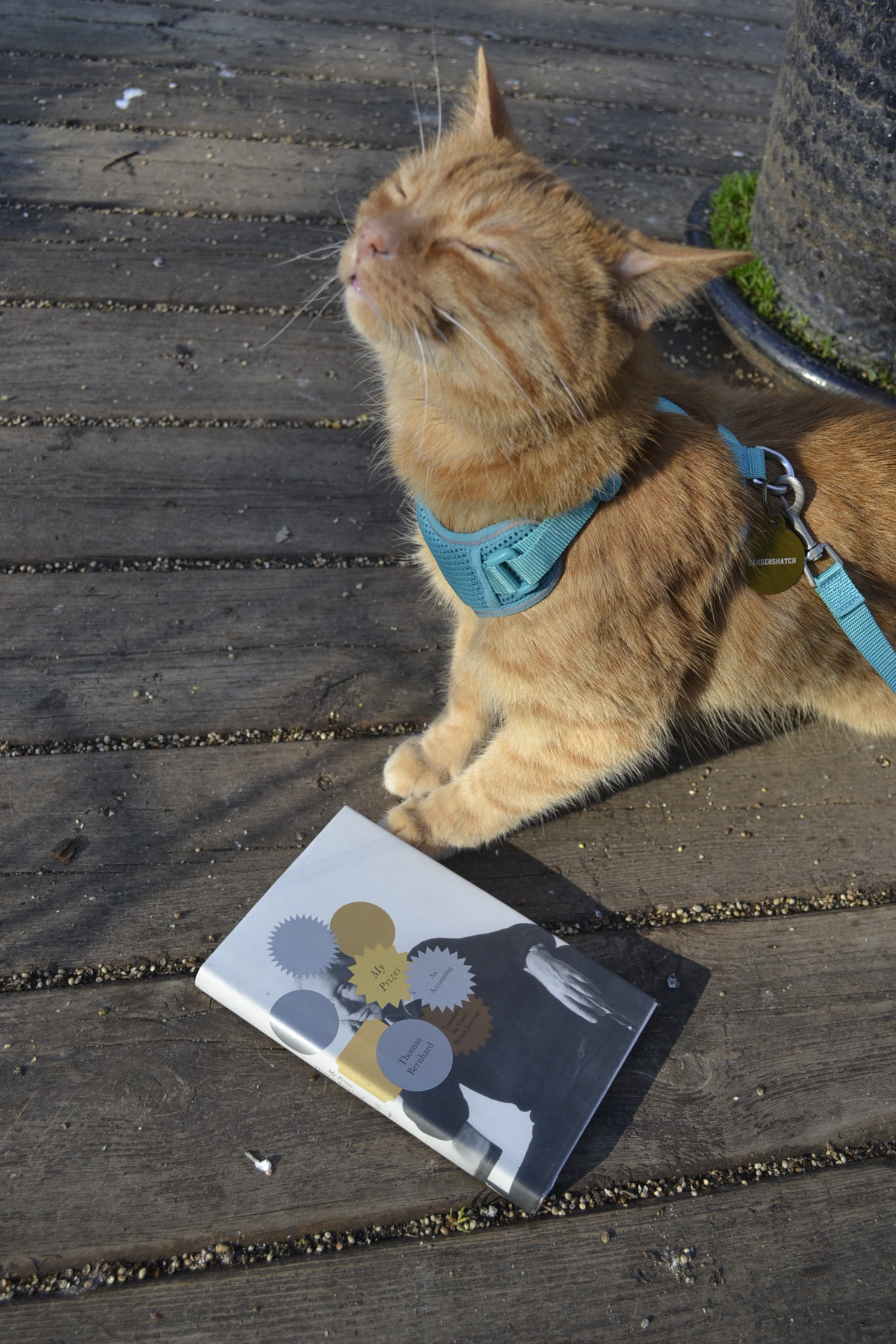 An orange tabby happily sniffs the air while standing over a copy of Thomas Bernhard's My Prizes.