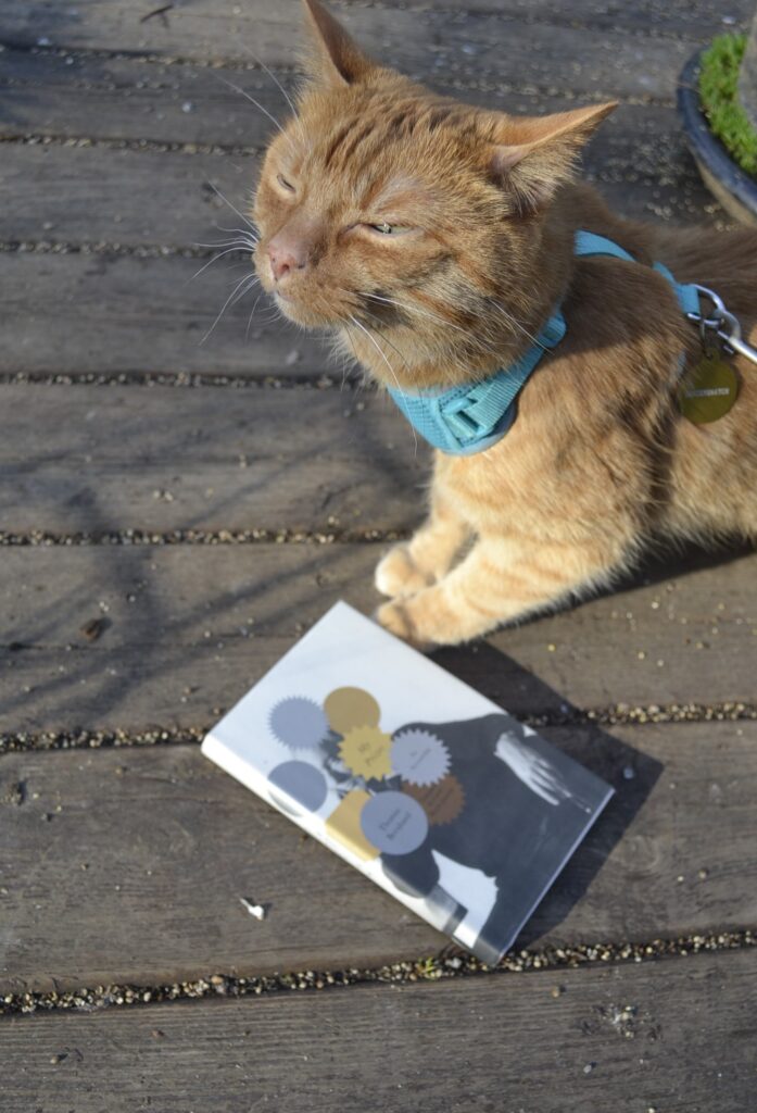 An orange tabby in a blue harness sniffs the air happily while standing on a worn, wooden porch.