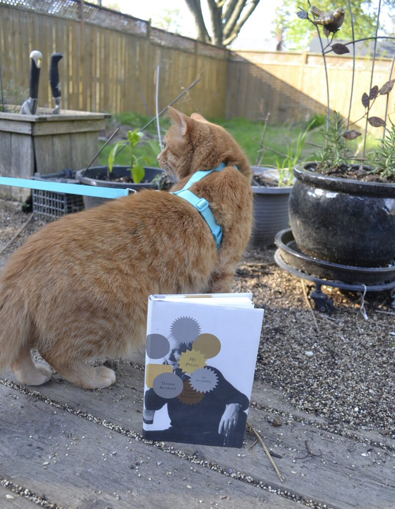 An orange tabby in a blue harness looks out over a yard. In front of her is a little white paperback, My Prizes, that looks like it is dappled with blank prize stickers.