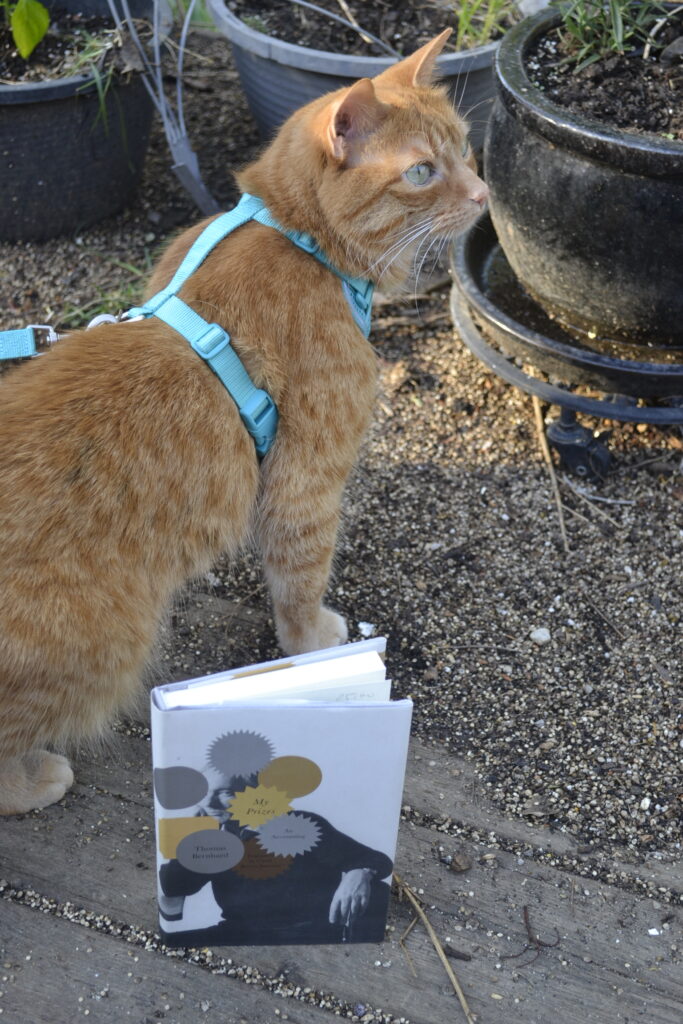 And orange tabby in a blue harness stands beside a little white hardcover and a row of flower pots.