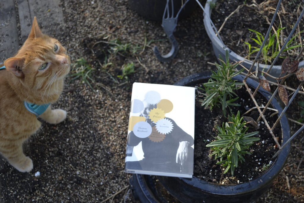 An orange tabby sniffs a little white book that sits on the edge of a pot of rosemary. The book is My Prizes by Thomas Bernhard.