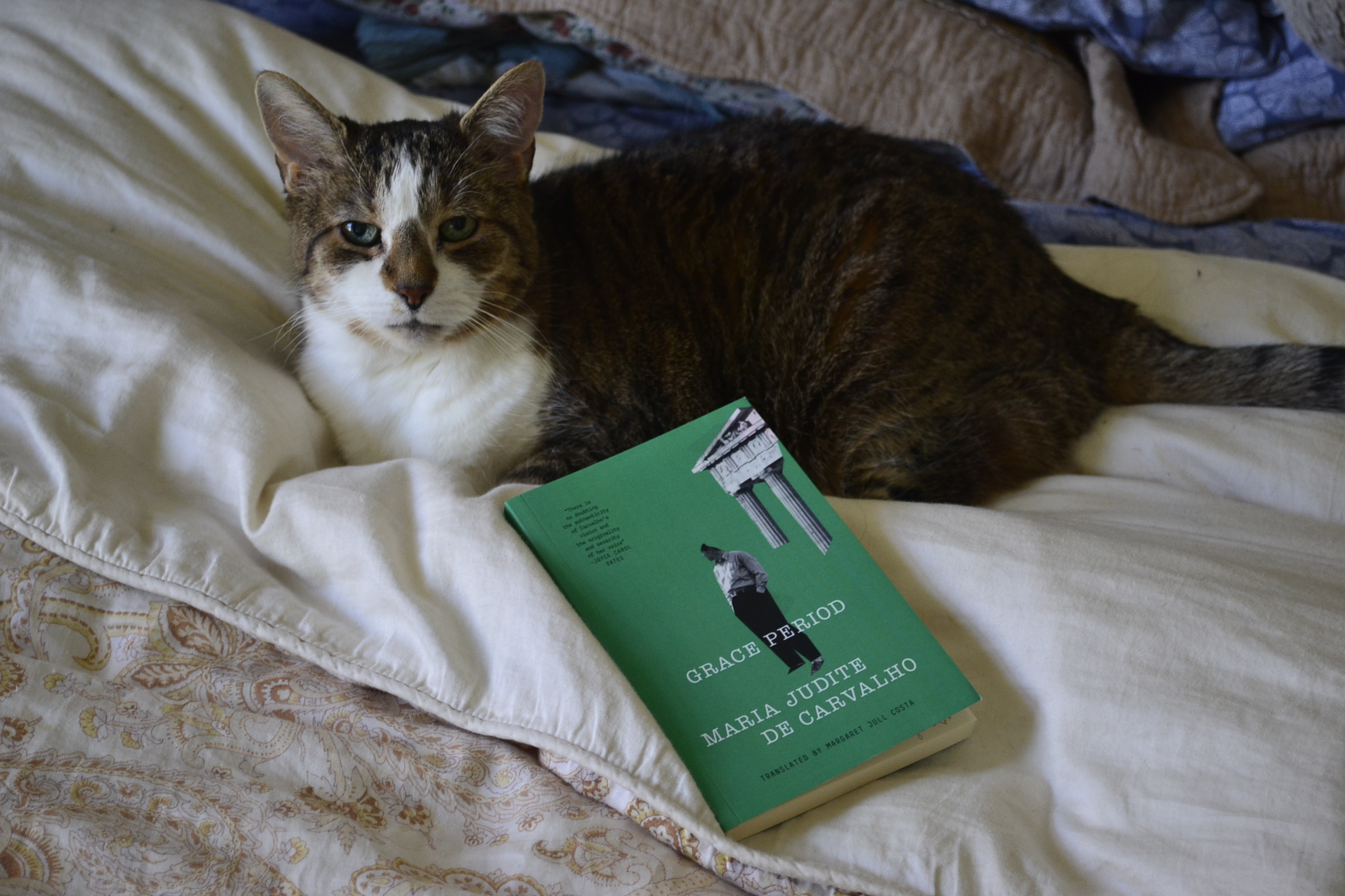 On a fluffy paisley comforter, a tabby cat with big ears lounges beside a green book.