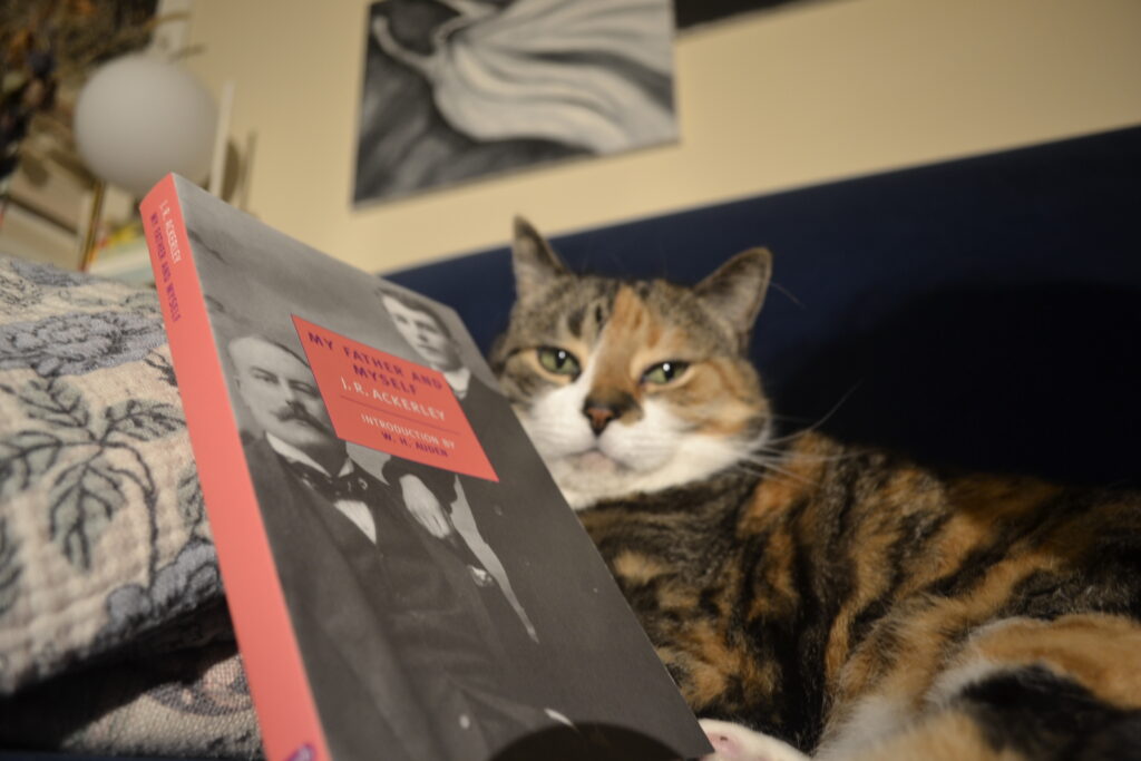 A calico tabby lounges on a blue velvet sofa with a paperback book that has a salmon-pink spine.