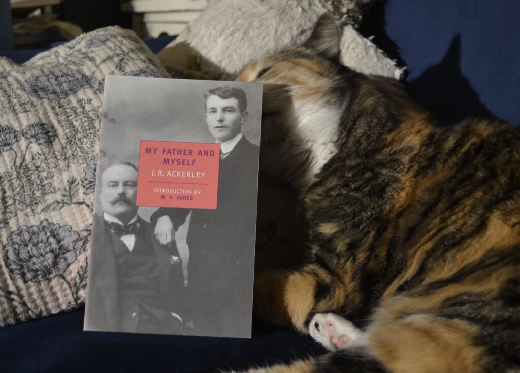 A calico tabby sniffs the back of a paperback book: My Father and Myself by JR Ackerley.
