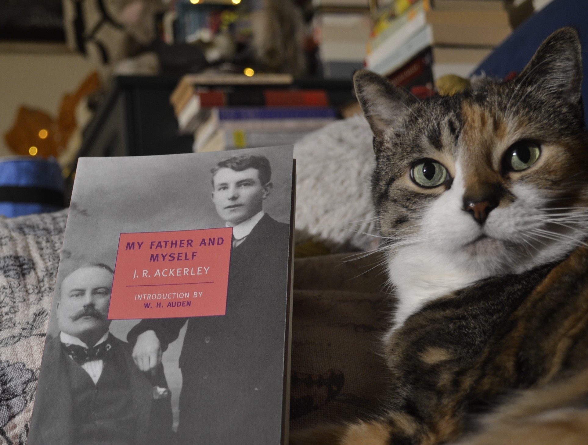 A calico tabby looks straight at you. She has a little crumb of something stuck to her nose and she is sitting beside a paperback book.