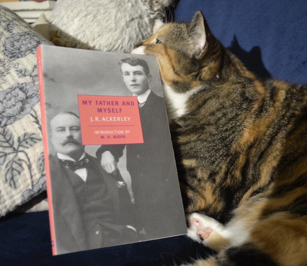 A calico tabby rubs the top corner of a paperback book while lounging on a blue velvet sofa.