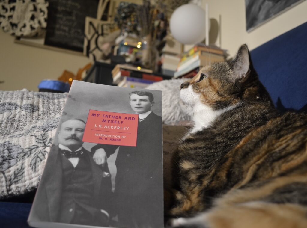 A calico tabby looks up at some fairylights. Beside her is My Father and Myself by JR Ackerley. The book features an old photo of a father and son.