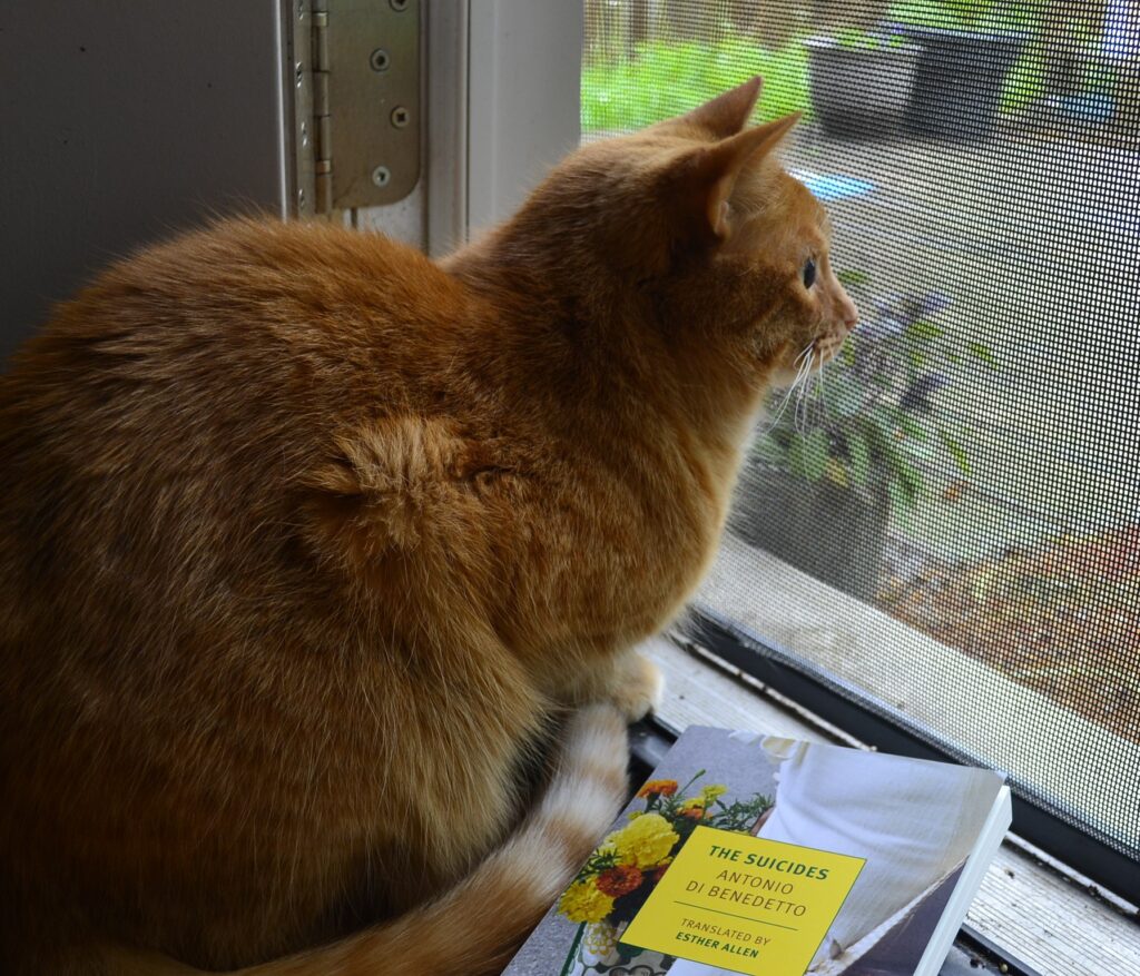 An orange cat sits with its tail curled around its feet. Beside it is a copy of di Benedetto's The Suicides.